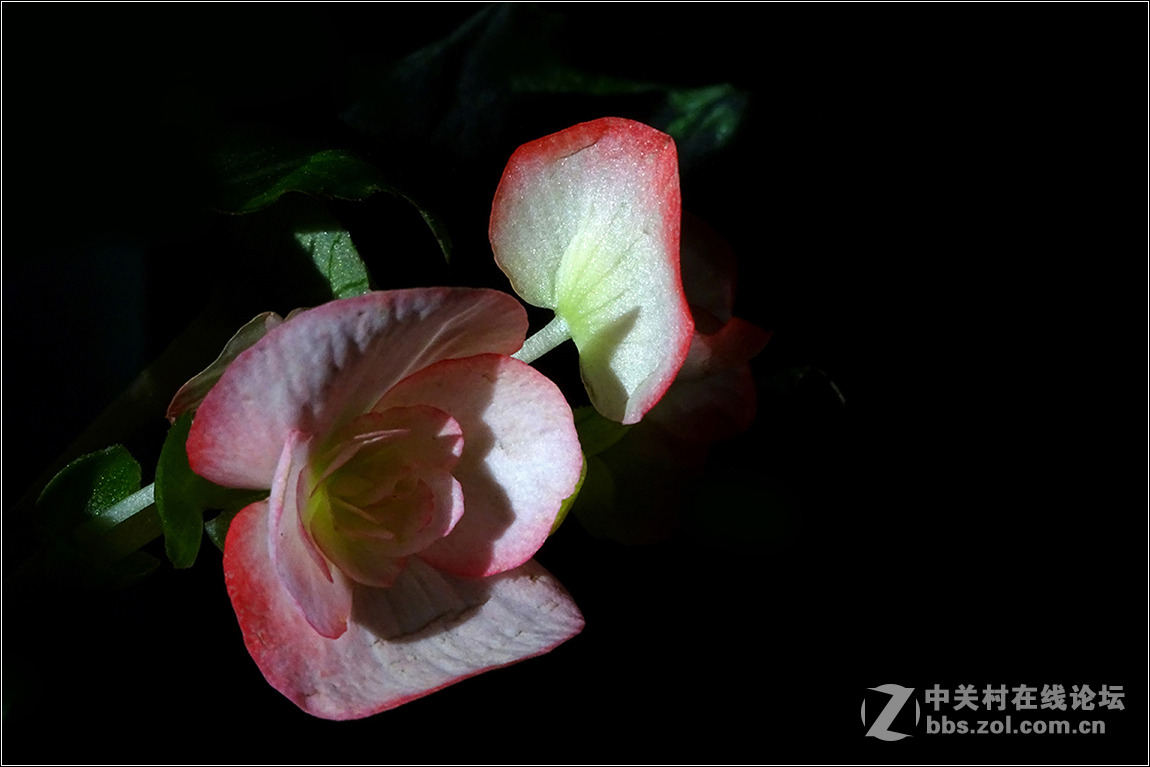 【HX400拍花花】祝索尼摄影星空(中国)欣欣向荣，版主和摄友们新春快乐！