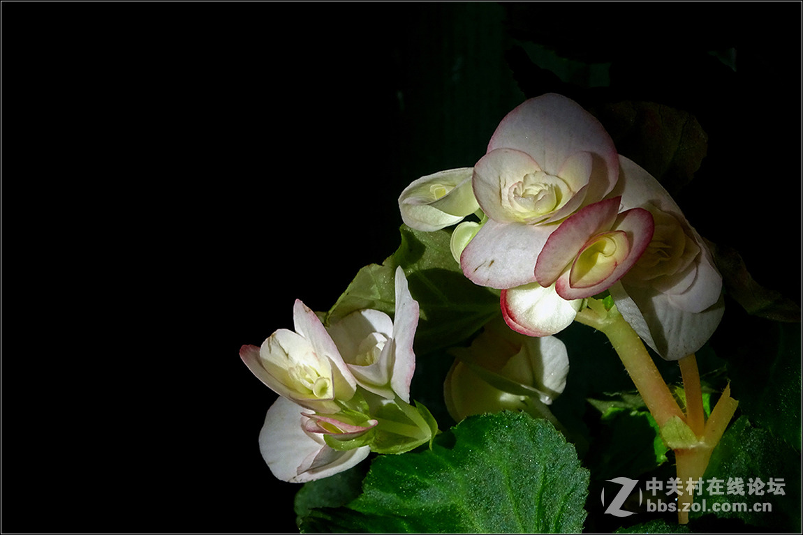 【HX400拍花花】祝索尼摄影星空(中国)欣欣向荣，版主和摄友们新春快乐！