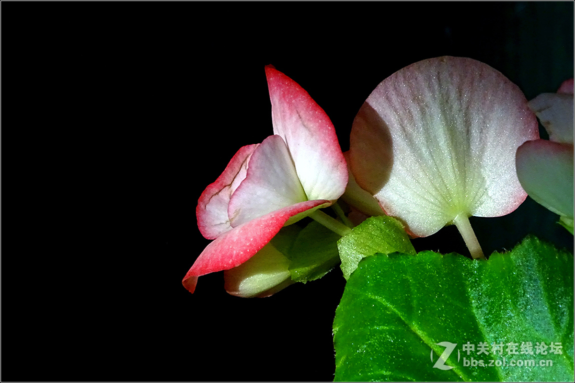 【HX400拍花花】祝索尼摄影星空(中国)欣欣向荣，版主和摄友们新春快乐！