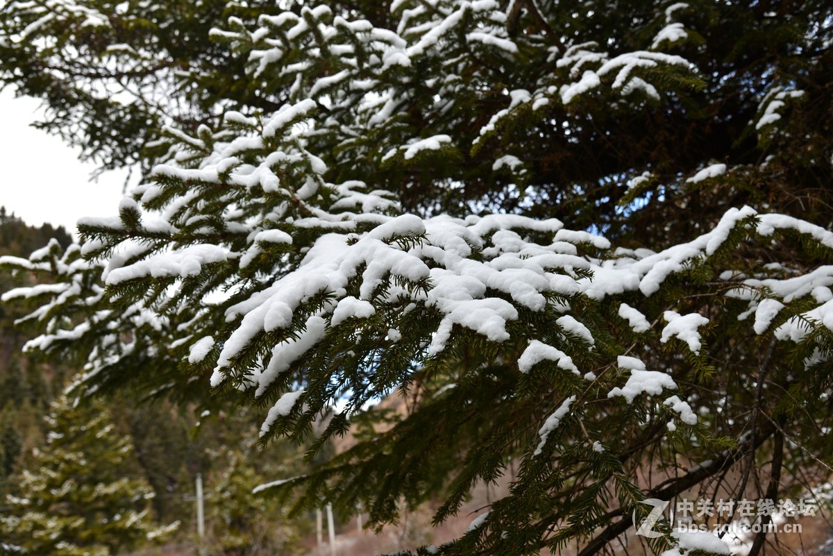 九寨行（六）途中河边随拍