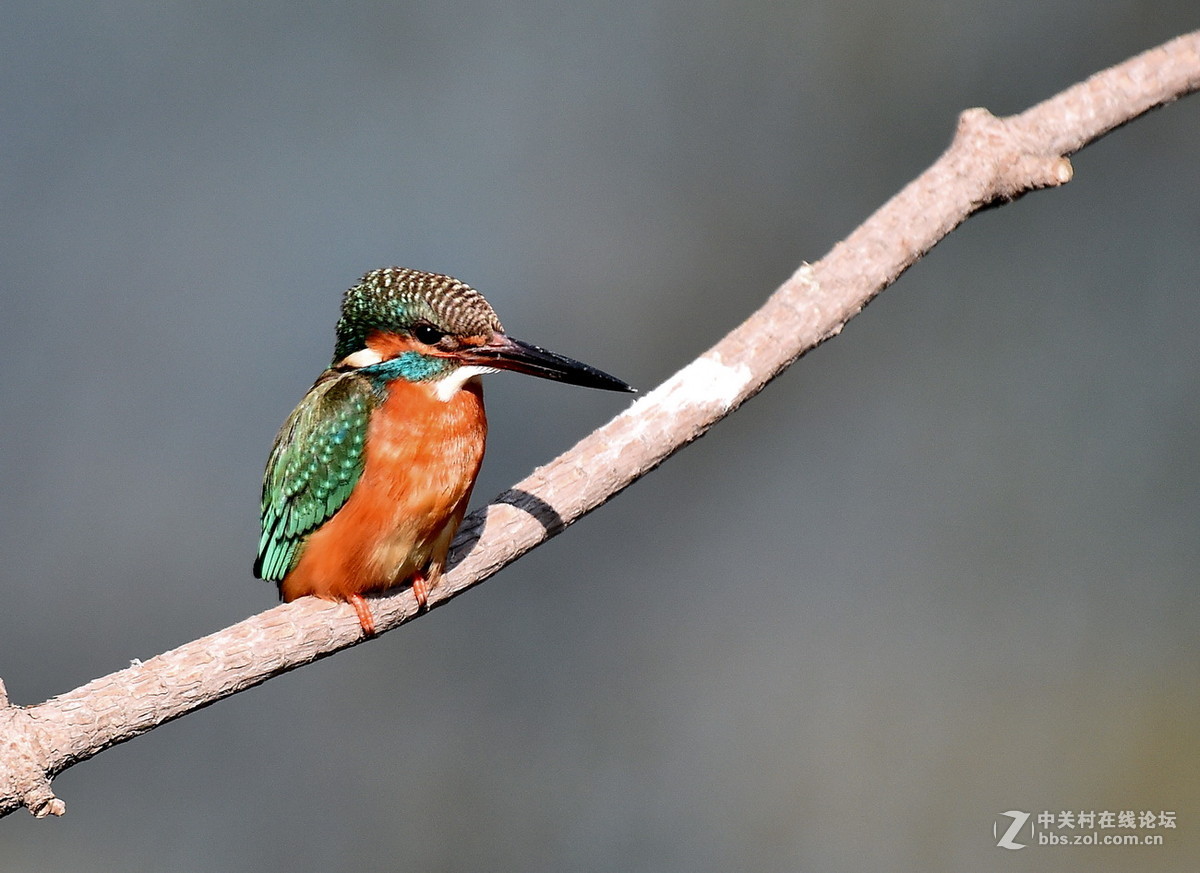 #尼康鸟类作品赏析#【翠鸟】 （老阿推荐）
