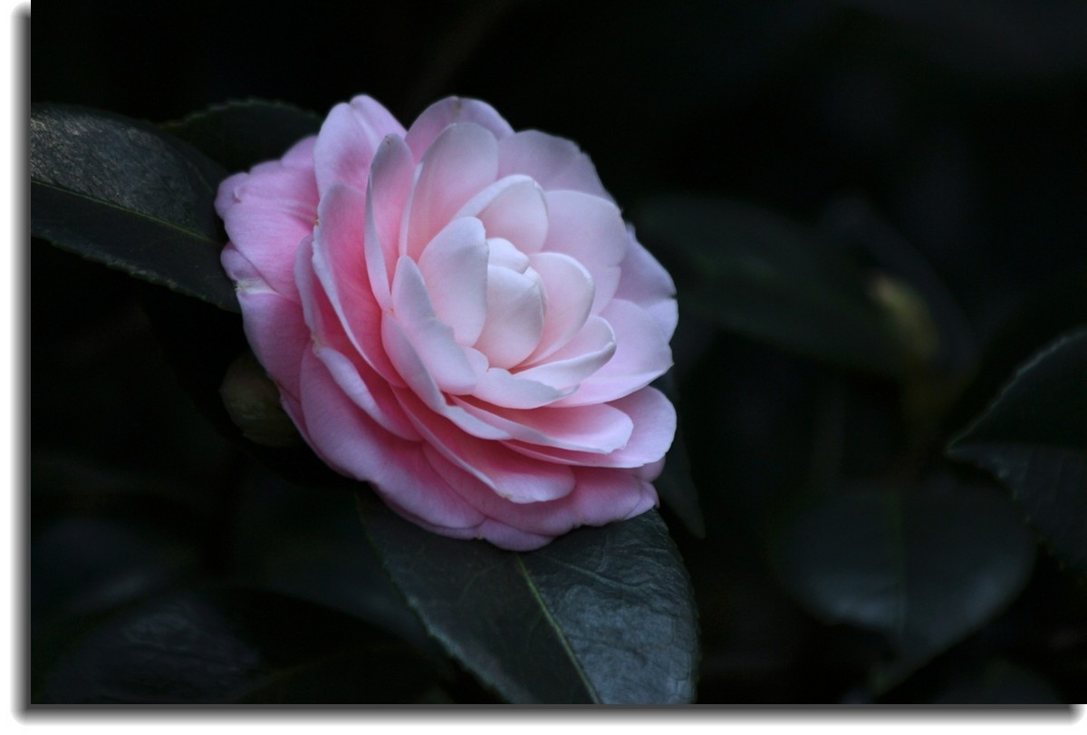 云南山茶花-中关村在线摄影论坛