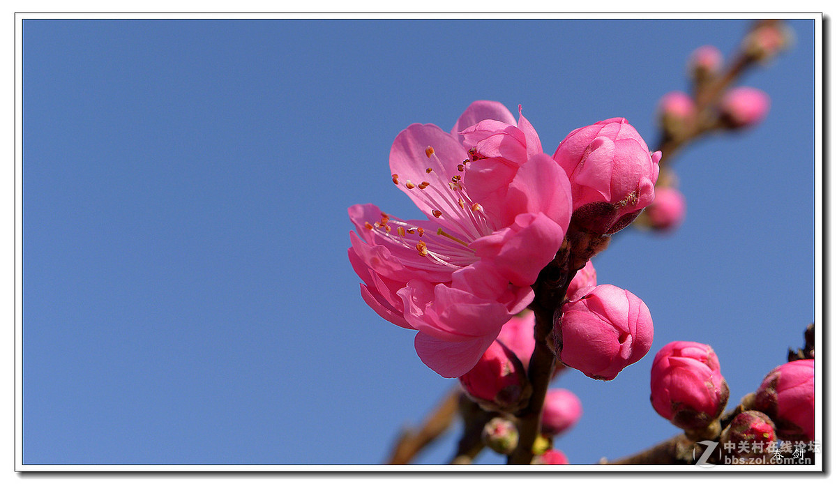 桃花艳