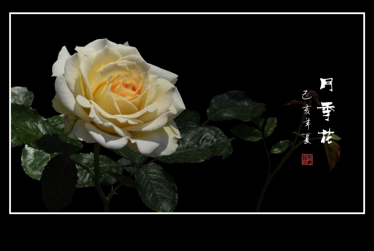 圣洁的白月季花