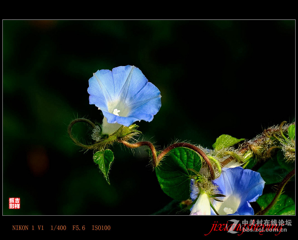 #尼康花卉作品赏析第九期#【牵牛花】