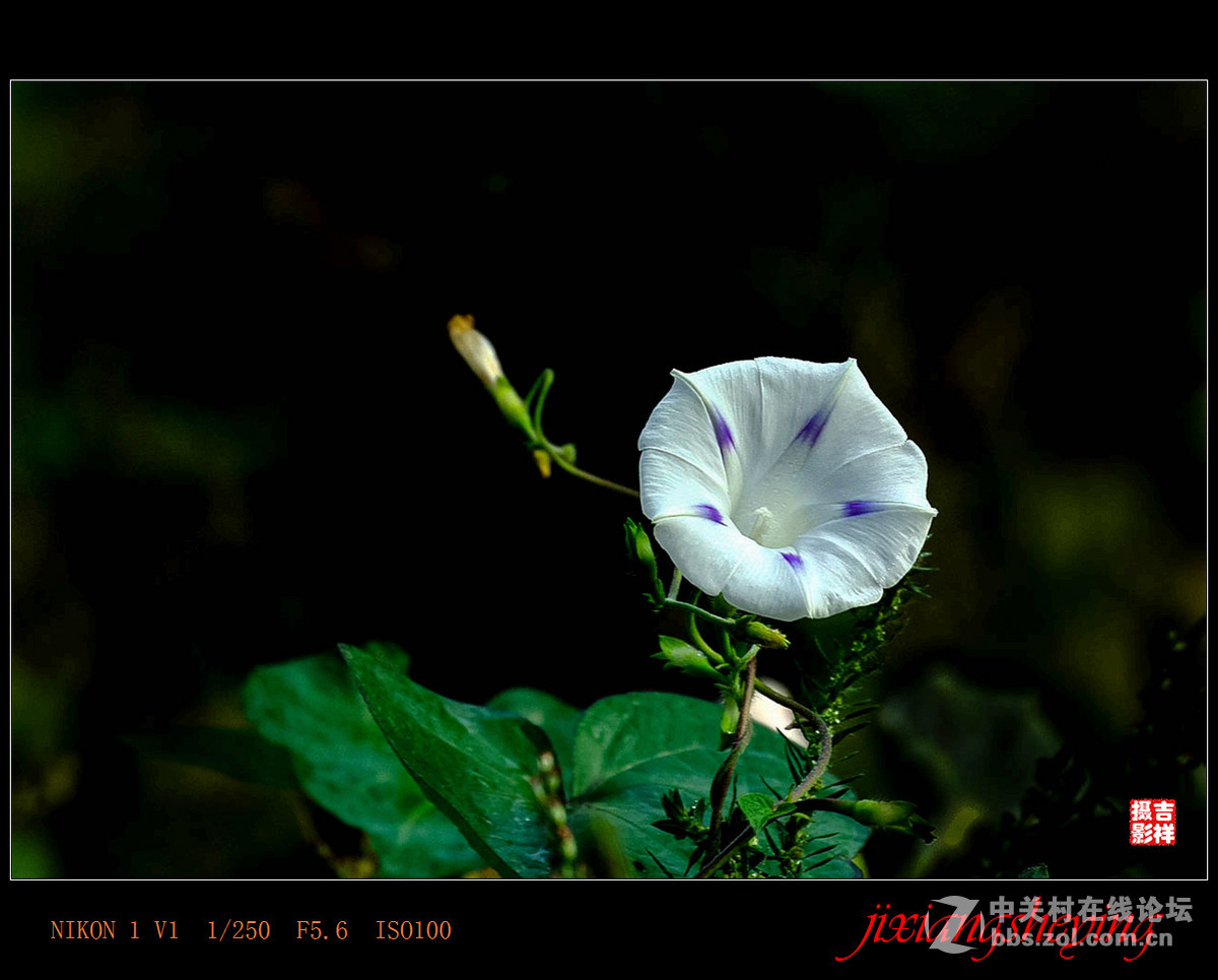 #尼康花卉作品赏析第九期#【牵牛花】
