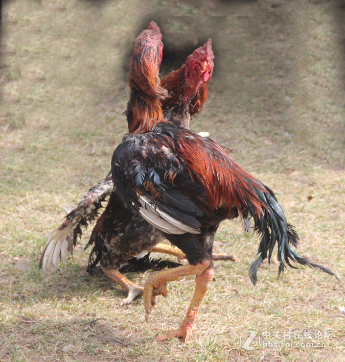 大年初三人民公园观鸡斗5