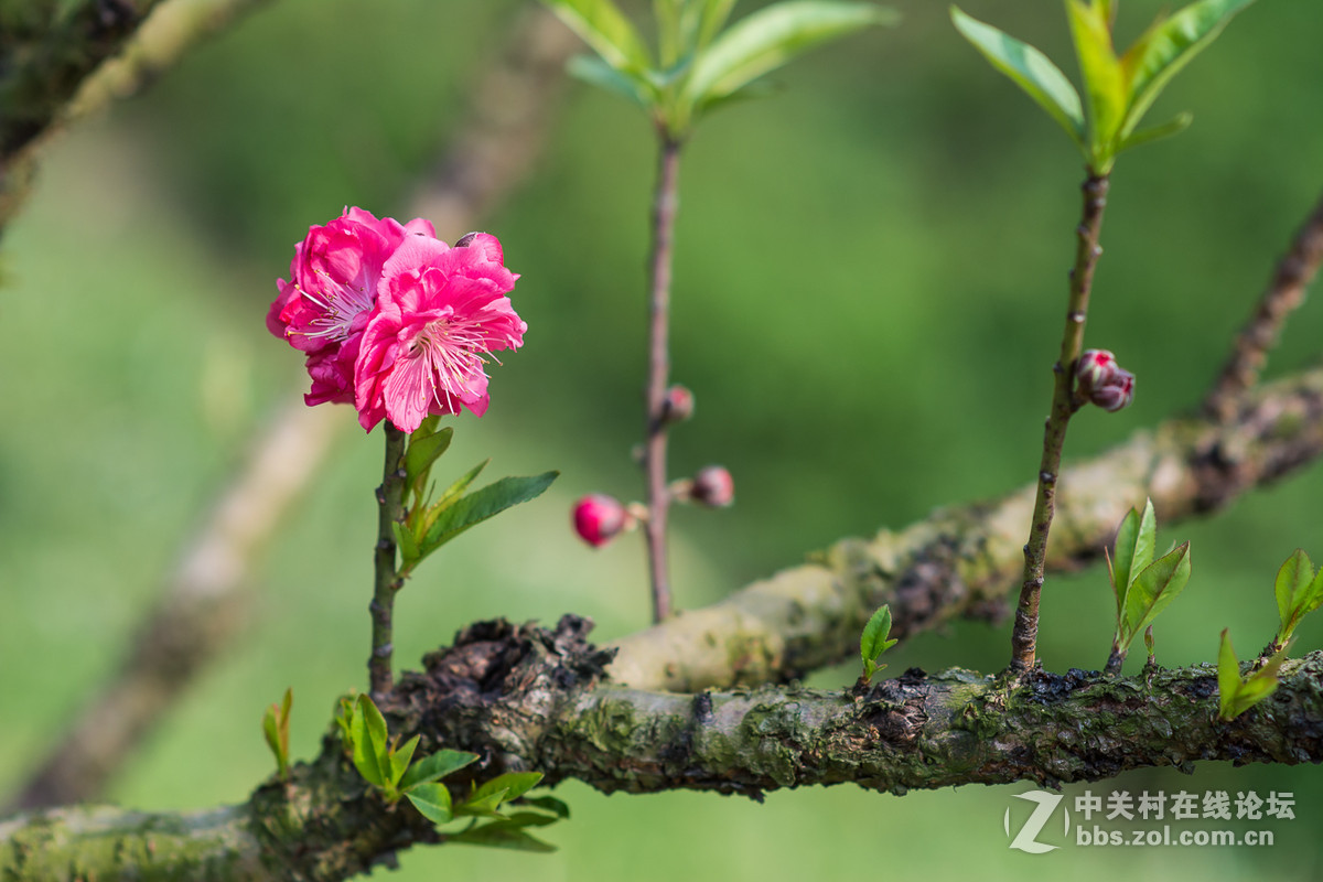 #尼康花卉作品赏析#第25期《春风微微吹南国，又见朵朵桃花红》