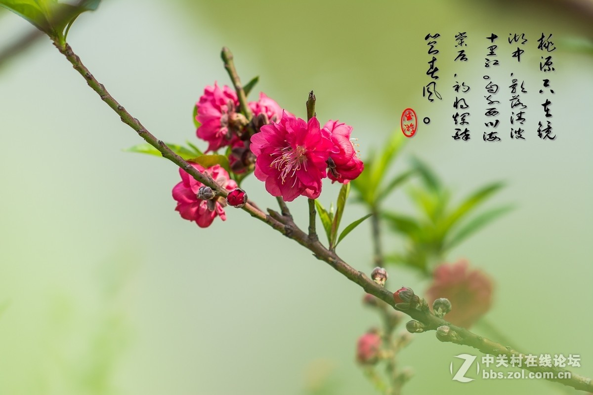 #尼康花卉作品赏析#第25期《春风微微吹南国，又见朵朵桃花红》