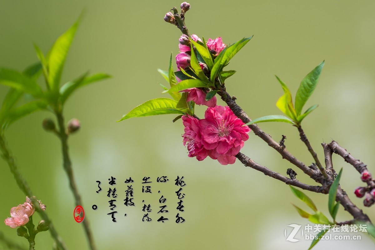 #尼康花卉作品赏析#第25期《春风微微吹南国，又见朵朵桃花红》