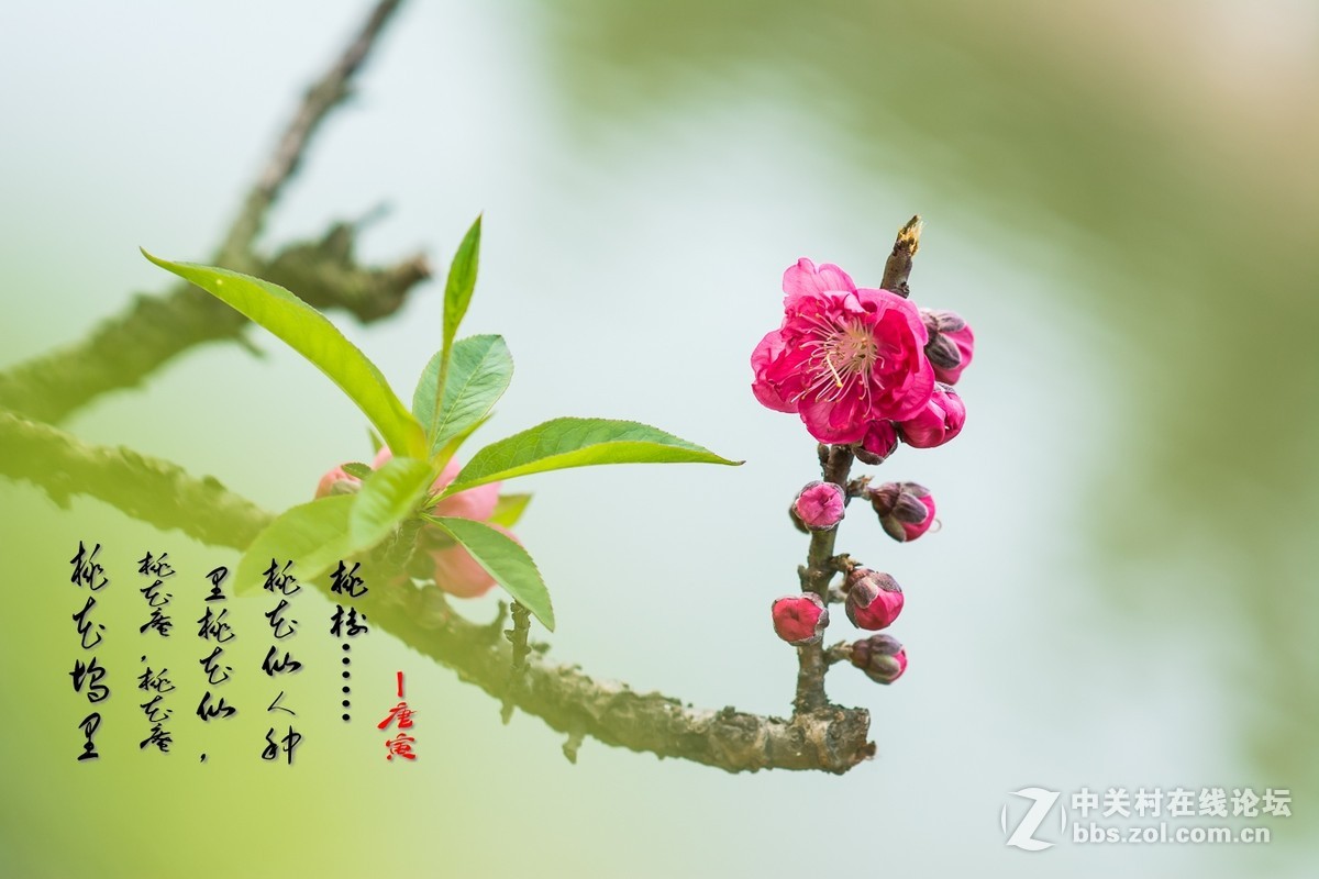 #尼康花卉作品赏析#第25期《春风微微吹南国,又见朵朵桃花红》