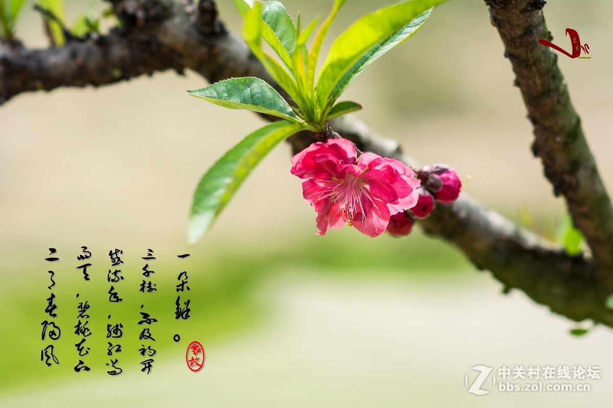 #尼康花卉作品赏析#第25期《春风微微吹南国，又见朵朵桃花红》