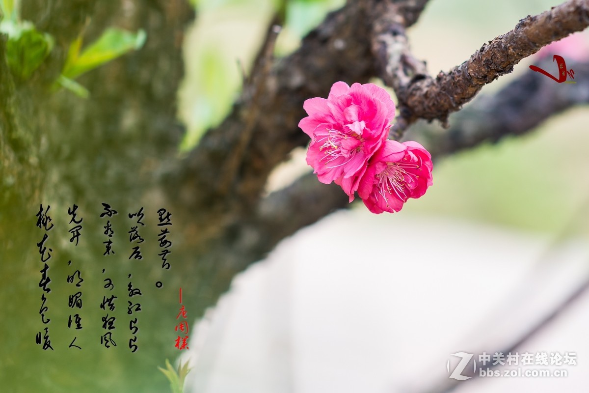 #尼康花卉作品赏析#第25期《春风微微吹南国,又见朵朵桃花红》