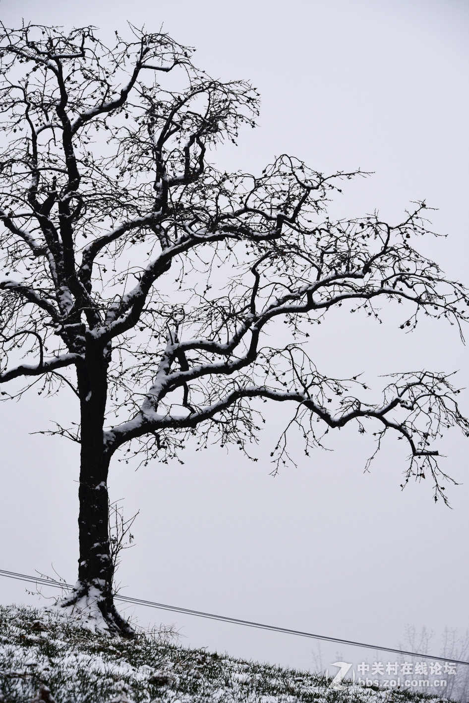 盼了一冬   终于见到久违的雪