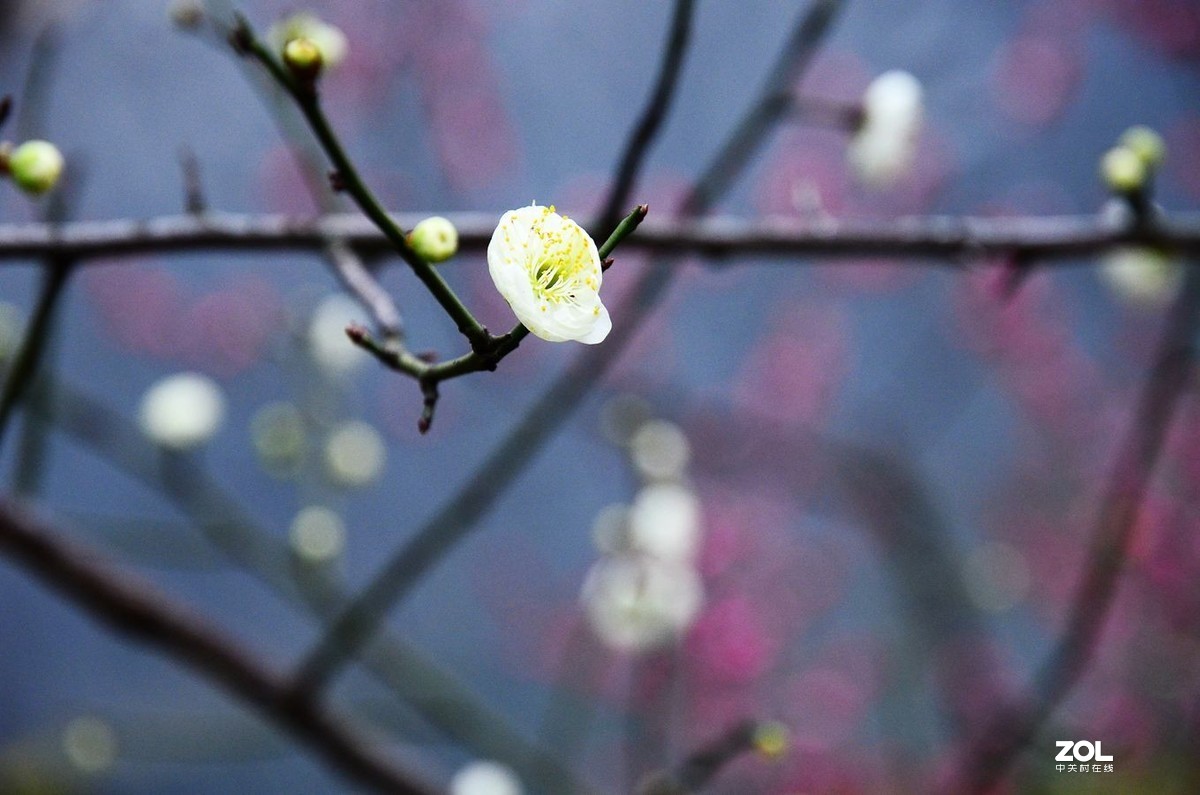 花卉1360