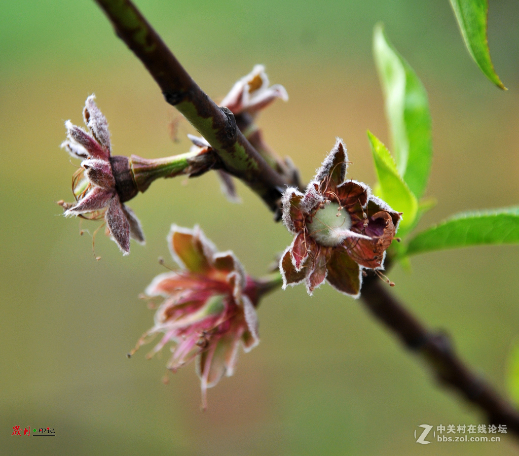 南国桃园落谢的桃花