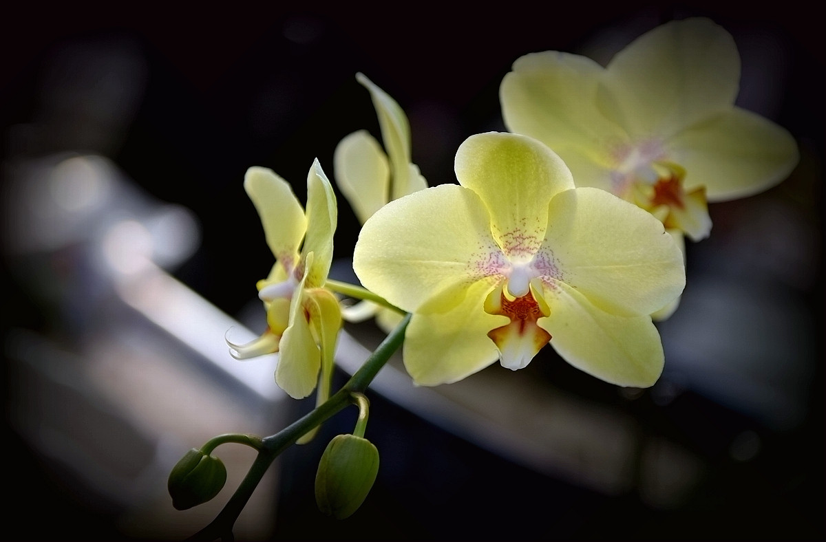 #尼康花卉作品赏析第十期#《再拍蝴蝶兰》