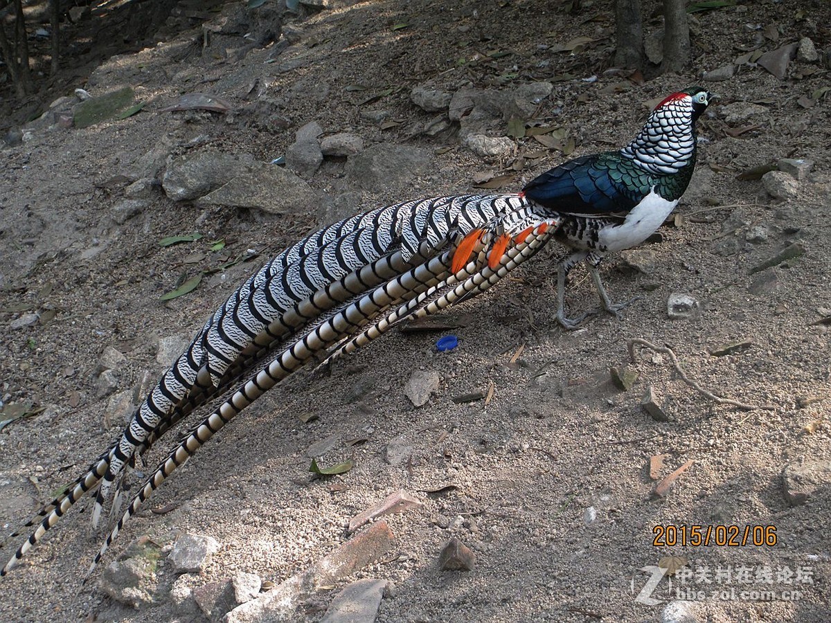 鼓浪屿的百鸟园2