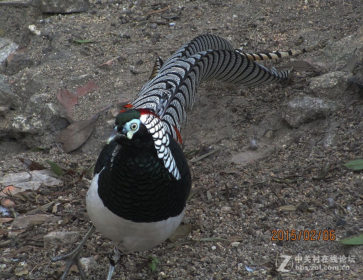 鼓浪屿的百鸟园2