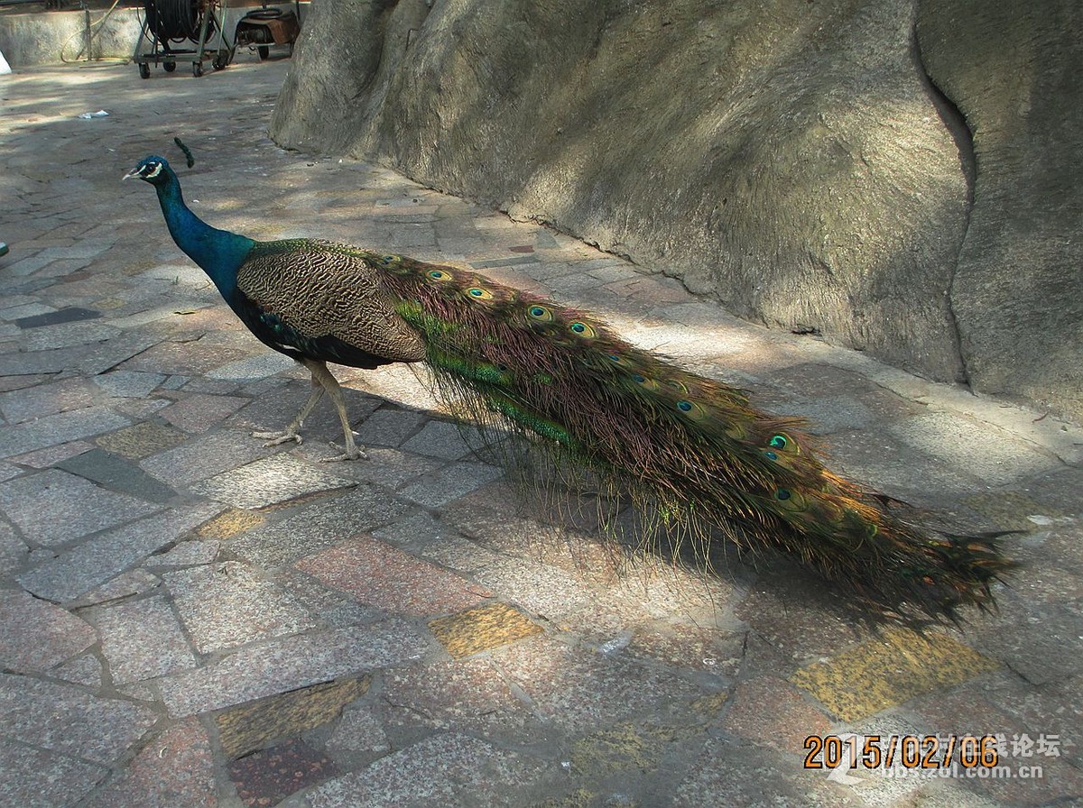 鼓浪屿的百鸟园2