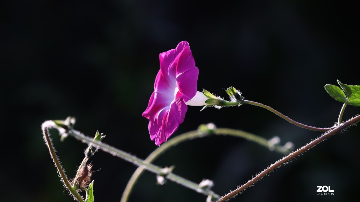 小小牵牛花