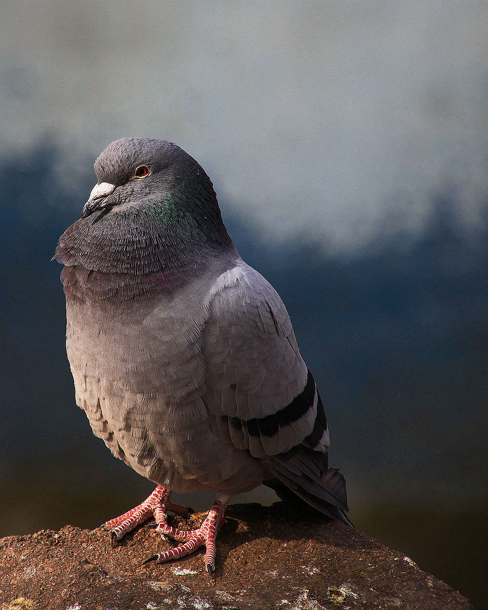 动物园一日游之鸽子