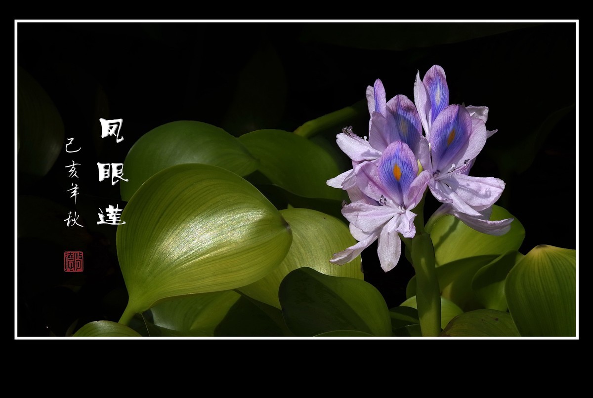 美丽大眼睛的凤眼莲花