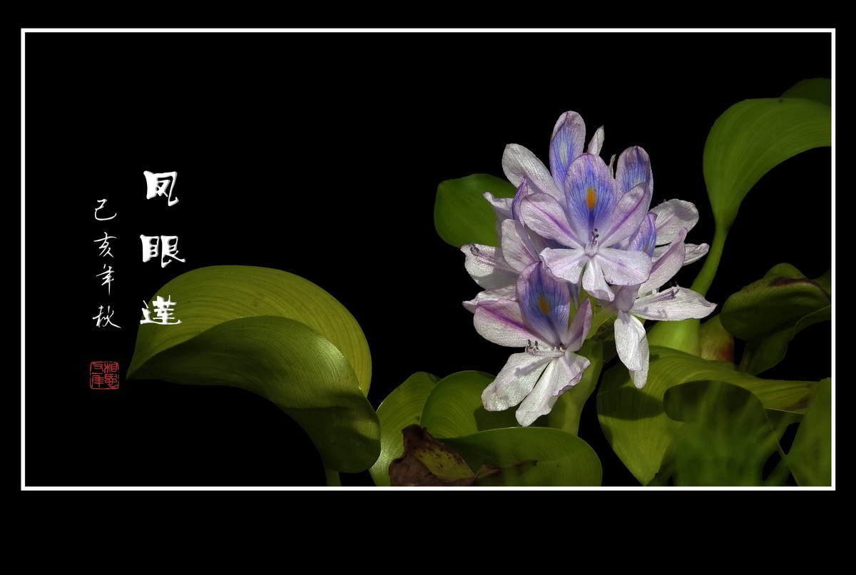 美丽大眼睛的凤眼莲花