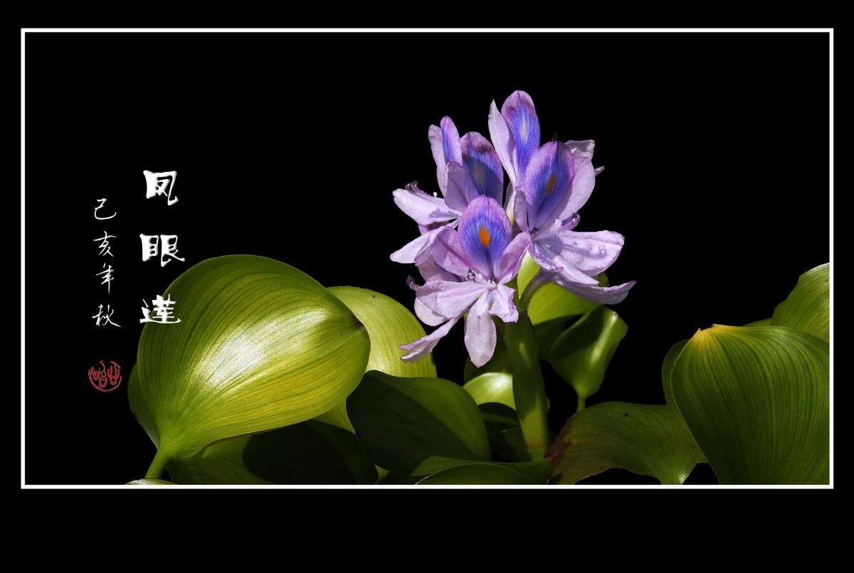 美丽大眼睛的凤眼莲花