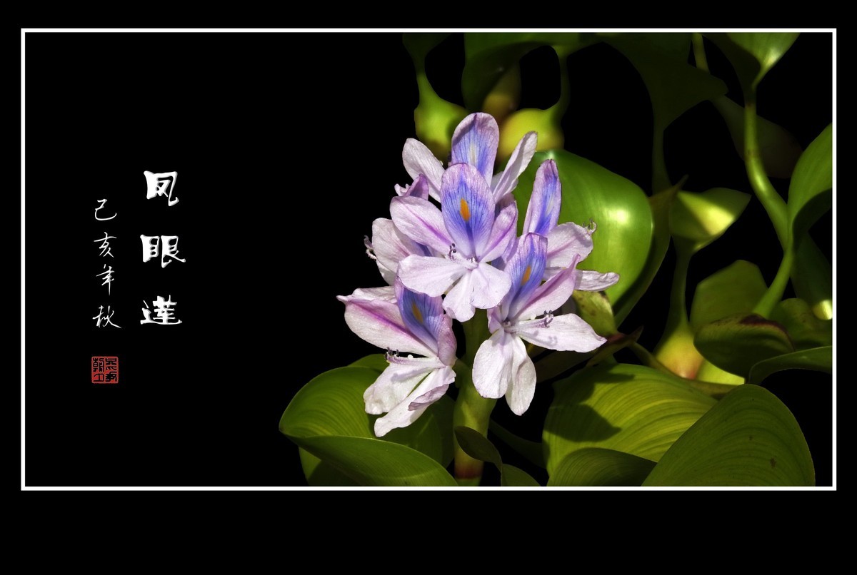 美丽大眼睛的凤眼莲花