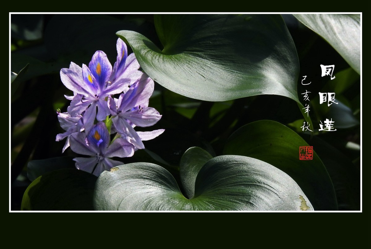 美丽大眼睛的凤眼莲花