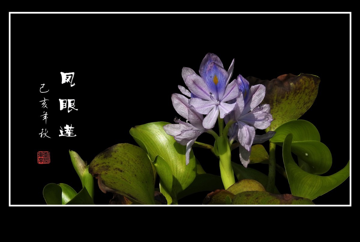 美丽大眼睛的凤眼莲花