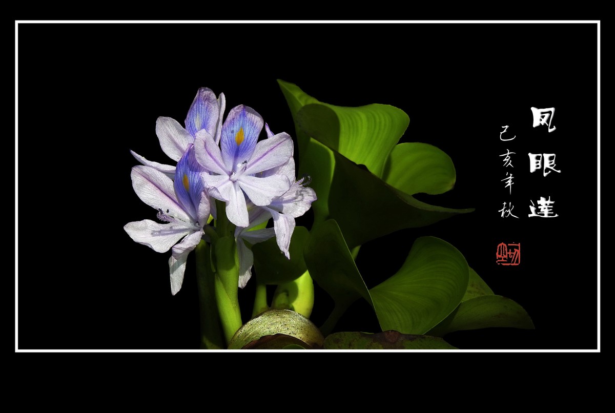 美丽大眼睛的凤眼莲花