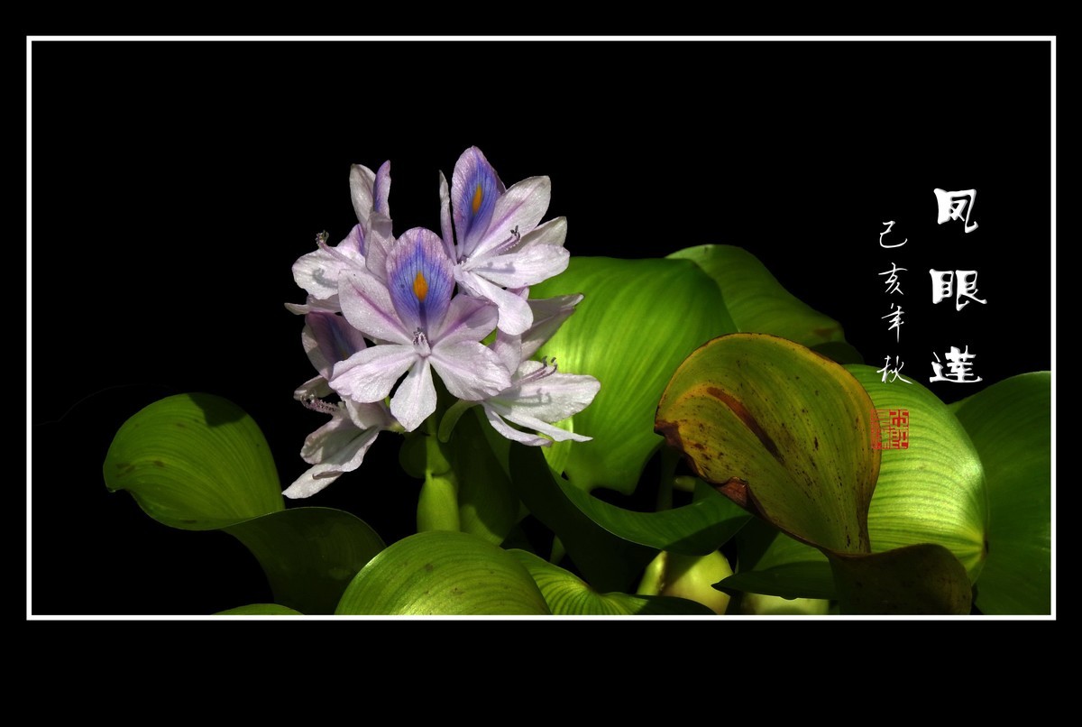 美丽大眼睛的凤眼莲花