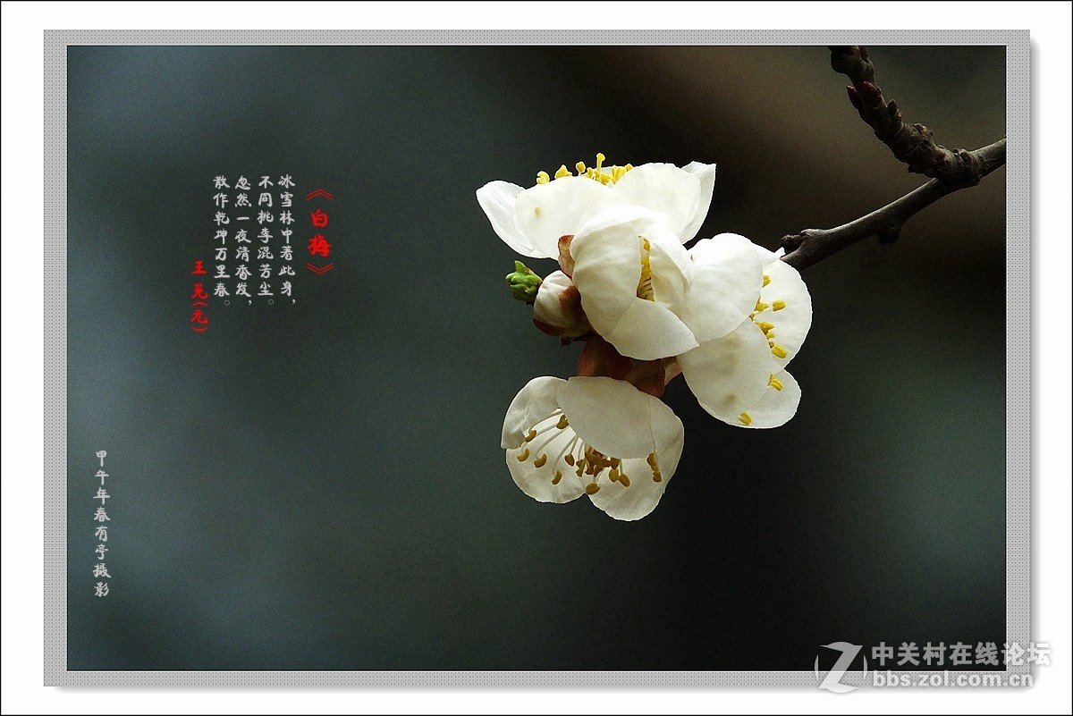 去年春天的白梅花