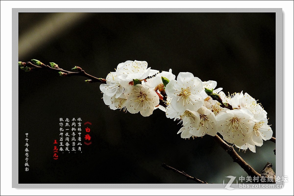 去年春天的白梅花