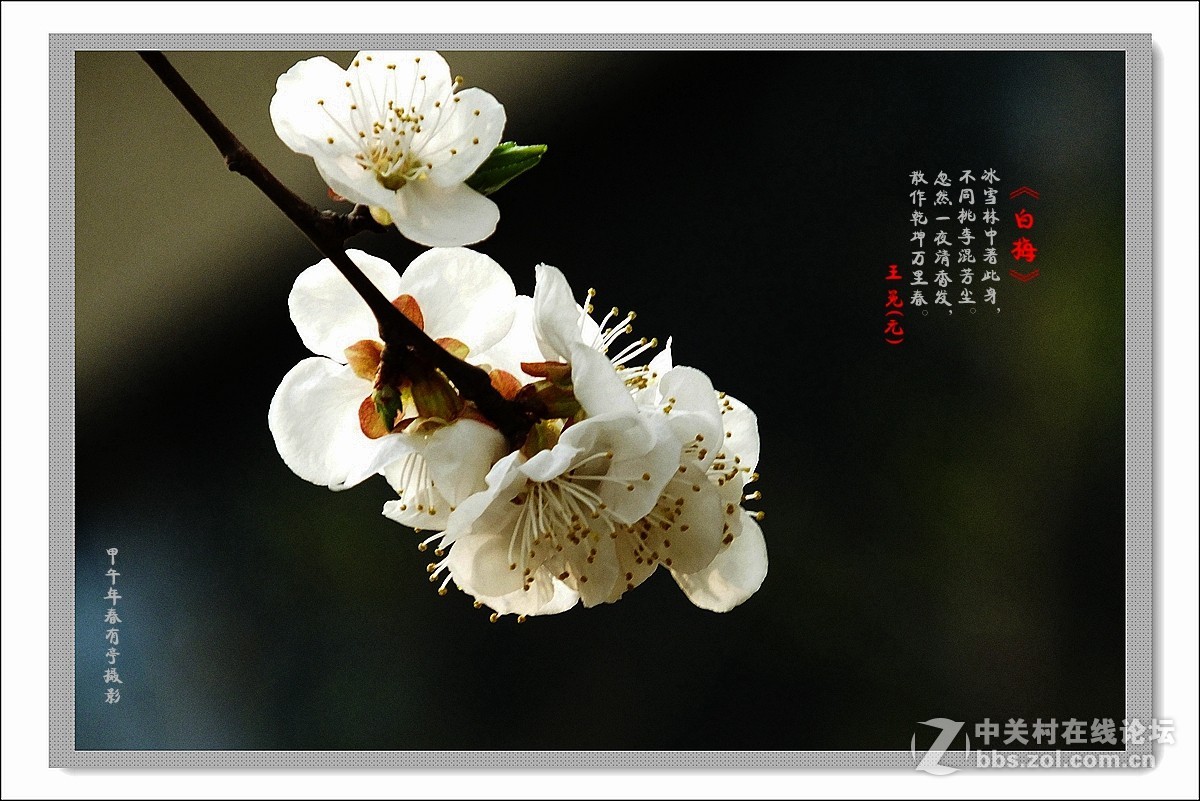 去年春天的白梅花