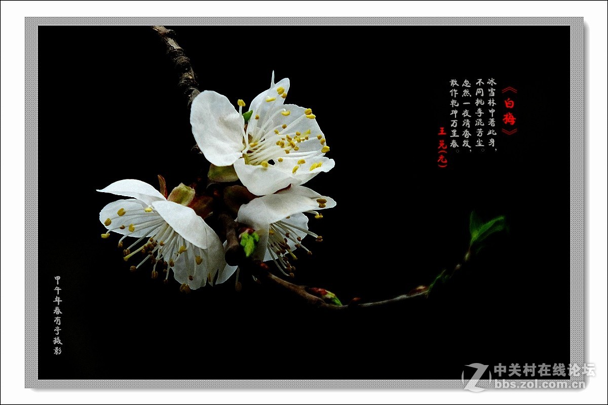 去年春天的白梅花