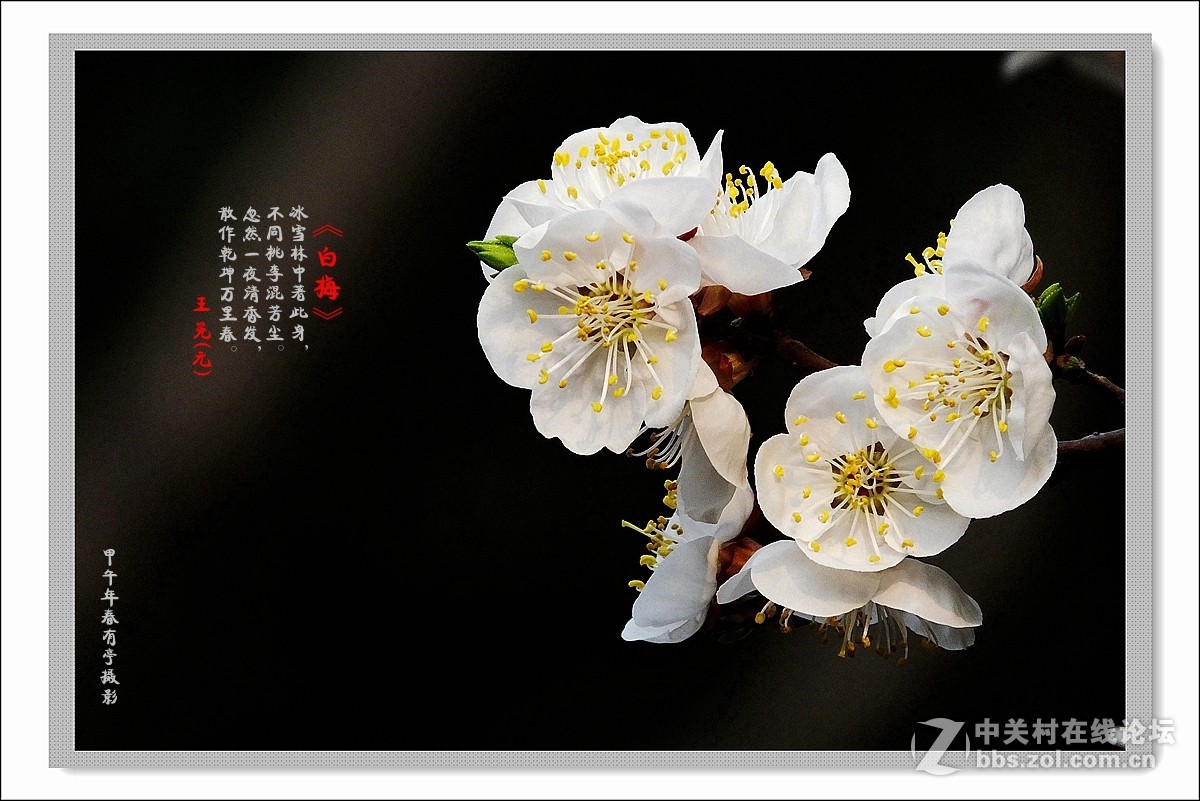 去年春天的白梅花