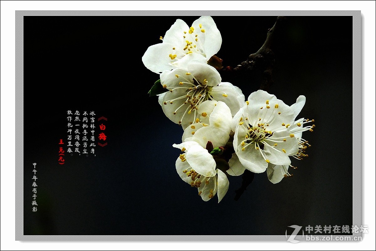 去年春天的白梅花