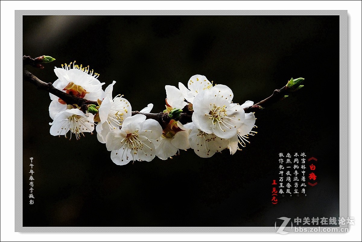 去年春天的白梅花