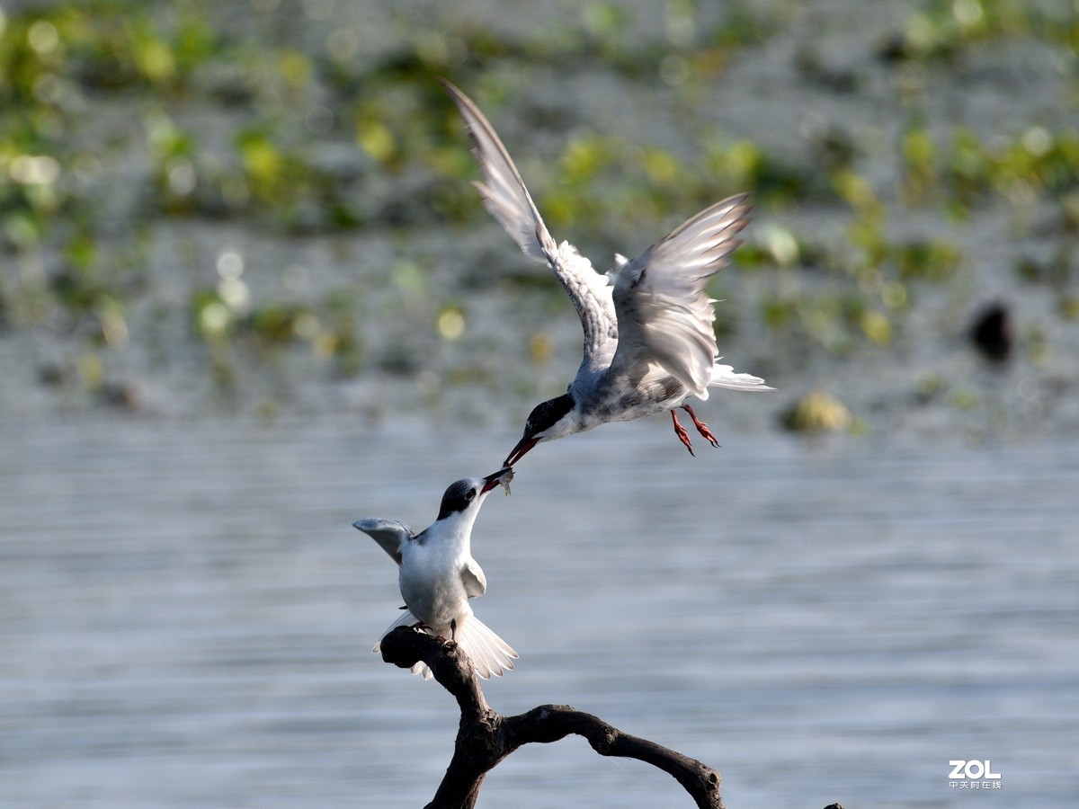 安庆拍的须浮鸥