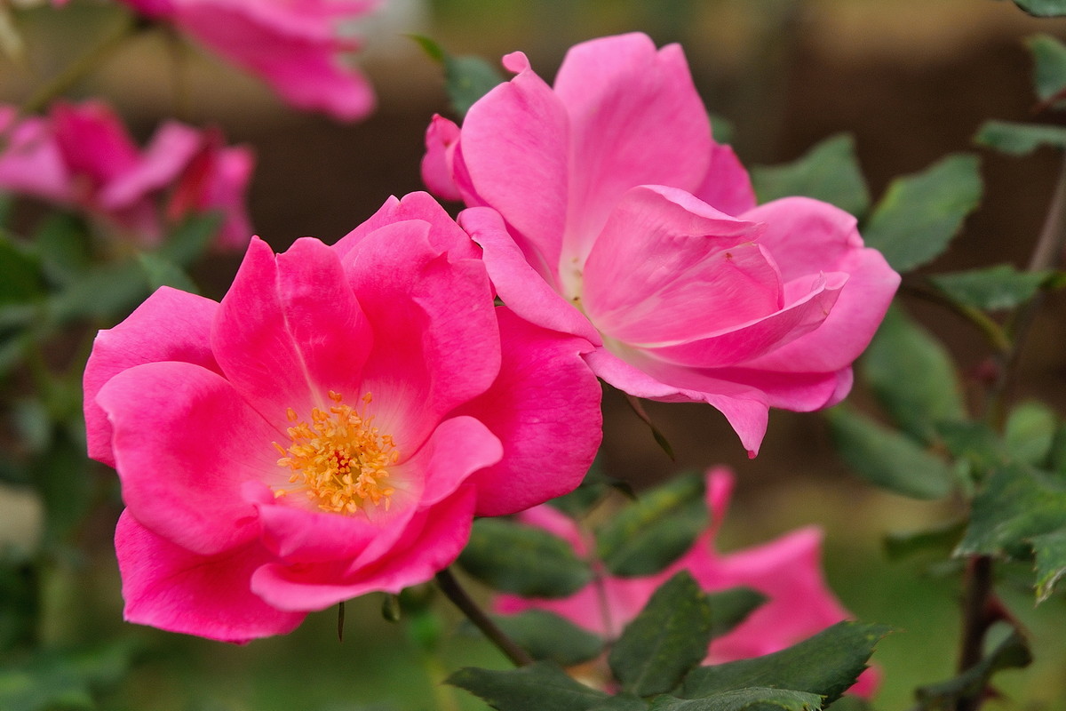 月季花（深圳人民公园，315，阴）