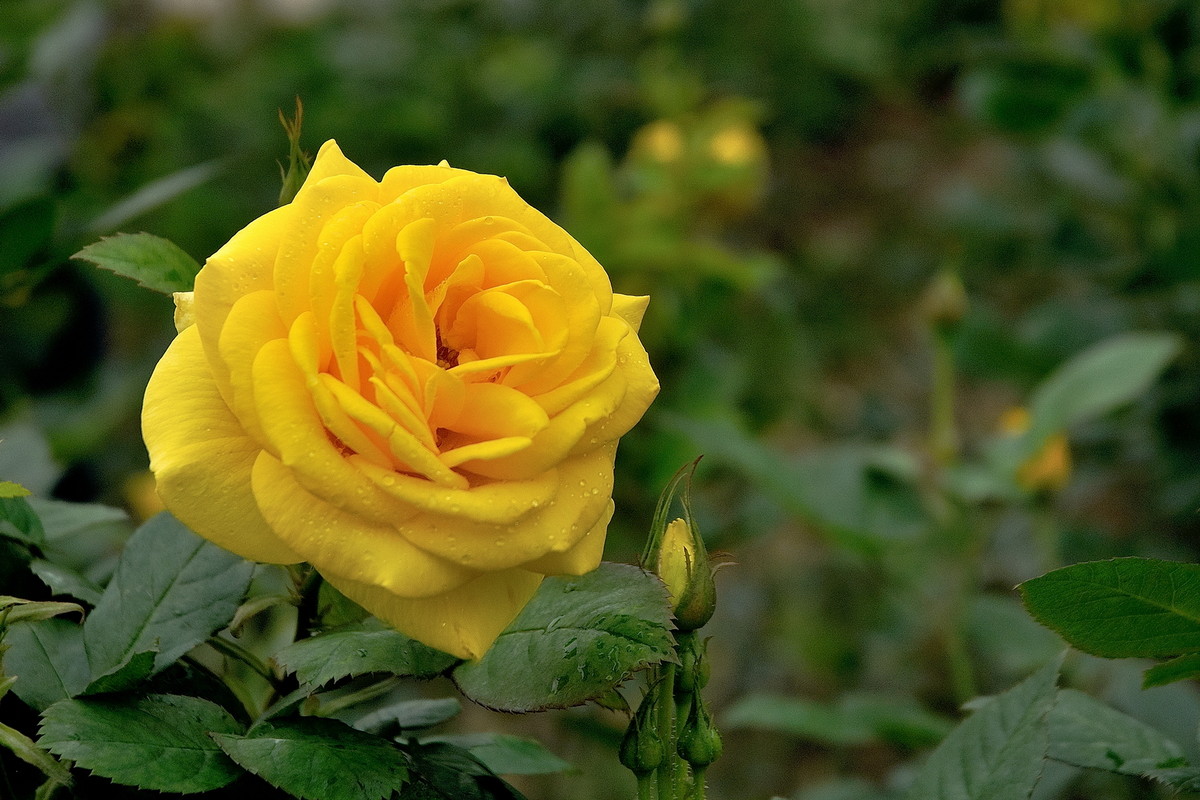 月季花（深圳人民公园，315，阴）