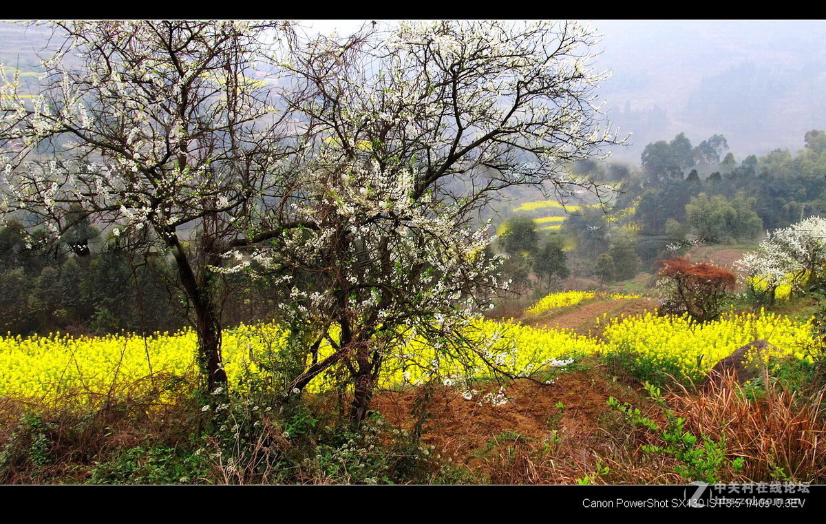 故乡！故乡.......