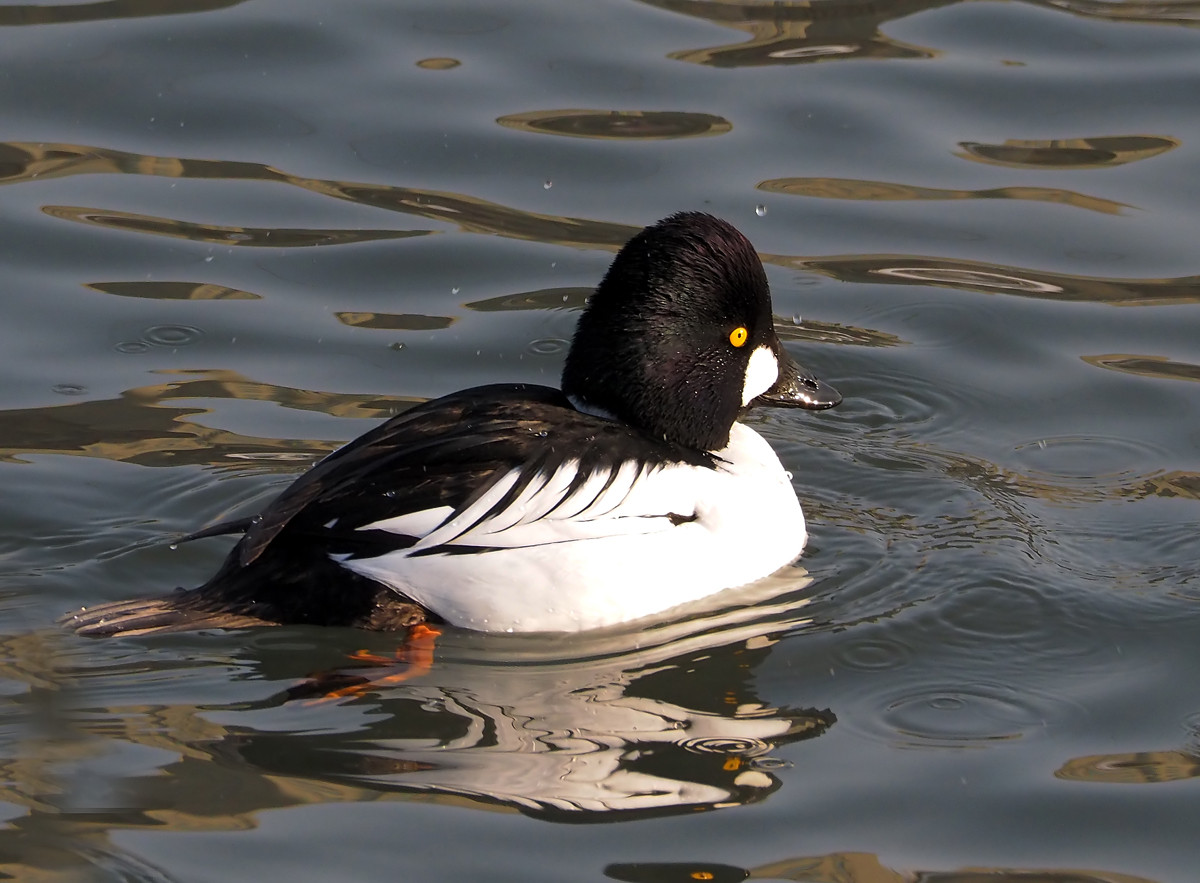 野鸭系列3黑白野鸭