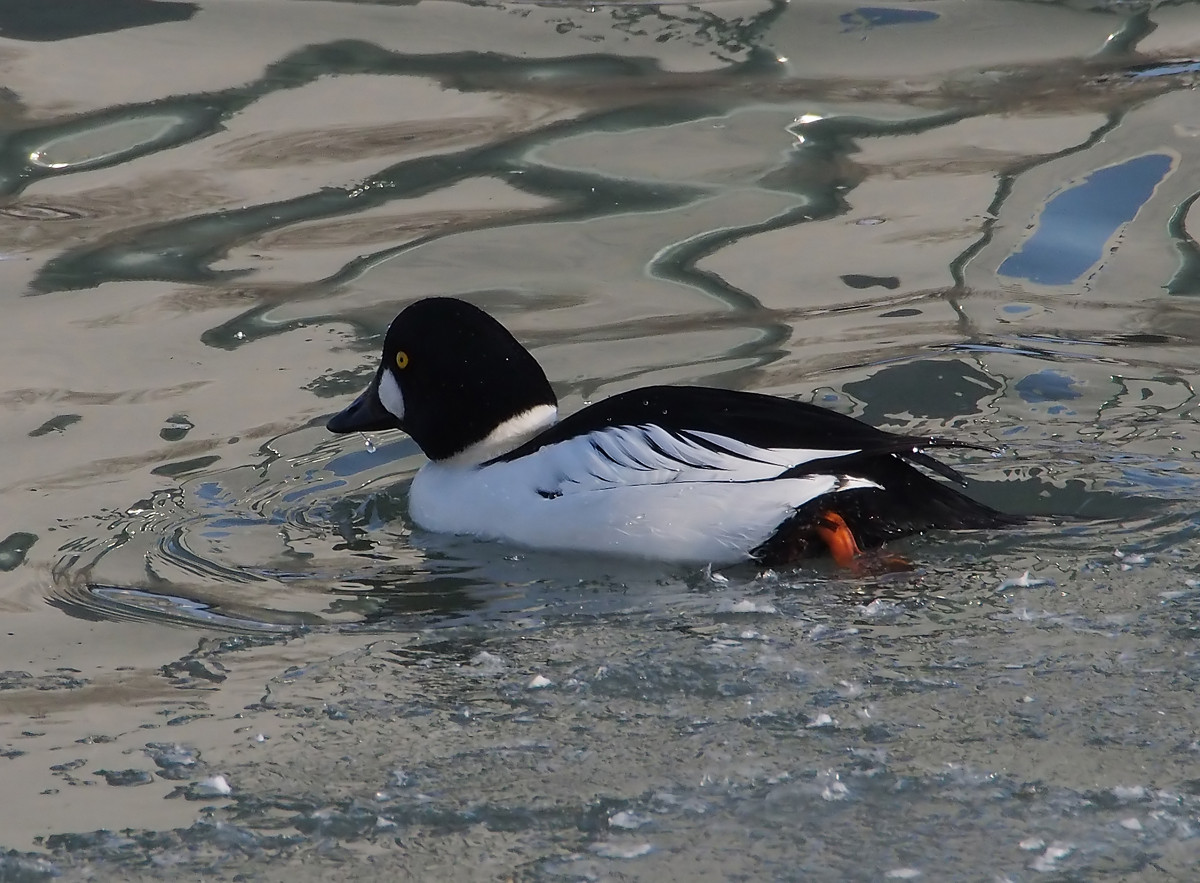 野鸭系列3黑白野鸭