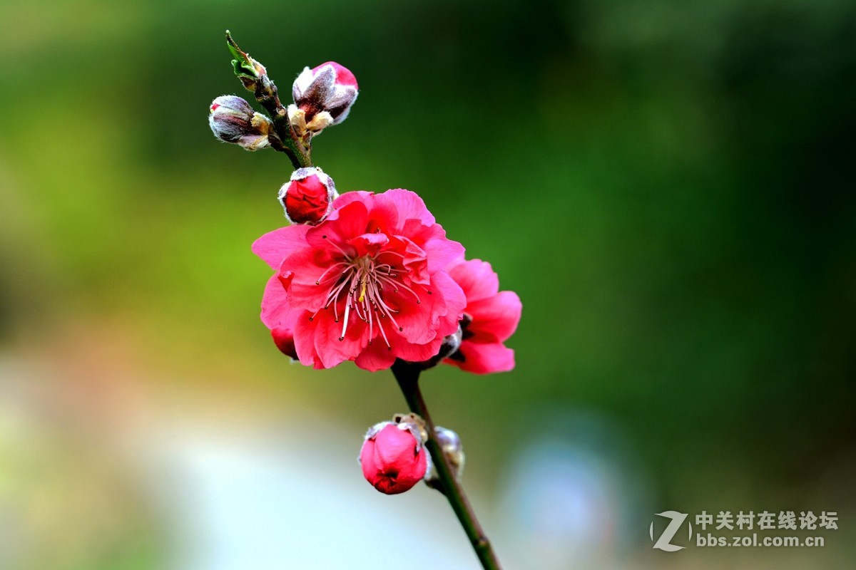 #尼康花卉作品赏析第十三期#《桃花朵朵开》