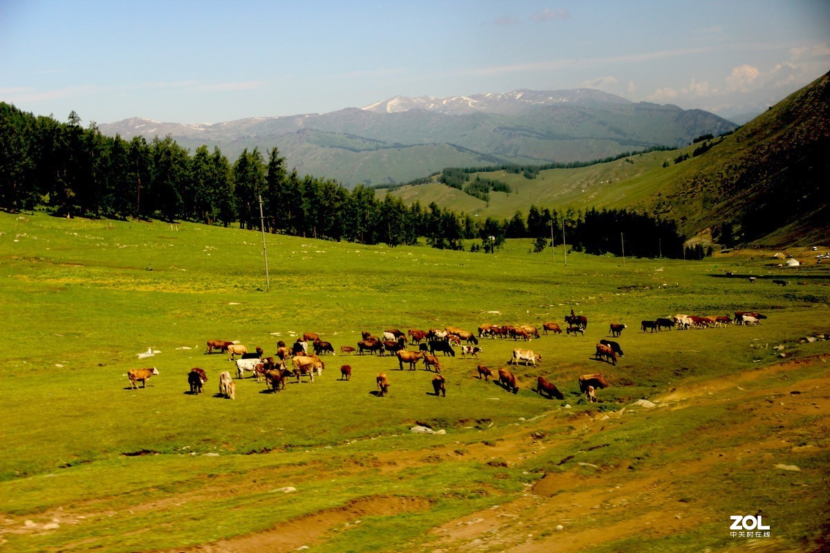 北疆草原放牧图(7)-中关村在线摄影论坛