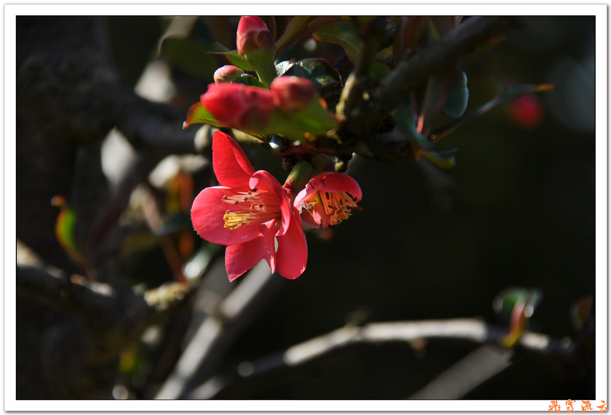 #尼康花卉作品赏析#—【尼康小五拍花】火红海棠—祝您春节快乐，过个红红火火大年！